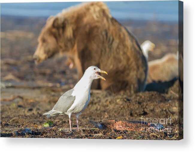 Seagull Acrylic Print featuring the photograph Obstructed View by Chris Scroggins