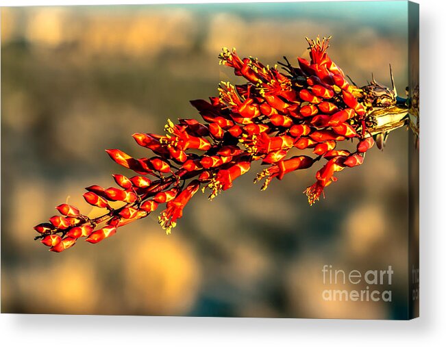 Arizona Acrylic Print featuring the photograph Ocotillo by Robert Bales