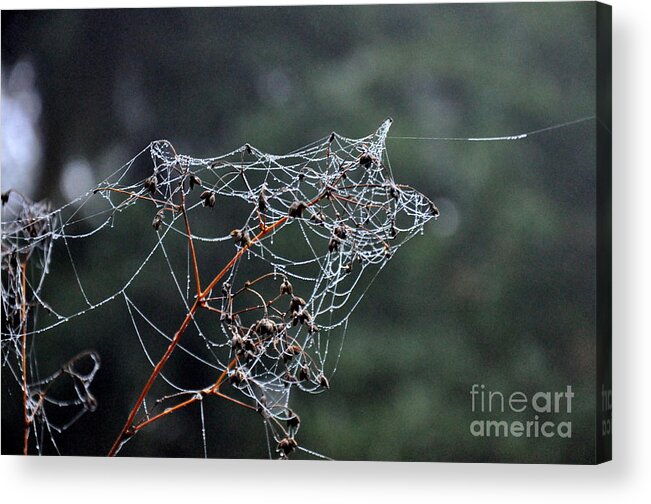Spiderweb Acrylic Print featuring the photograph October Spiderwebs in the Garden by Tatyana Searcy
