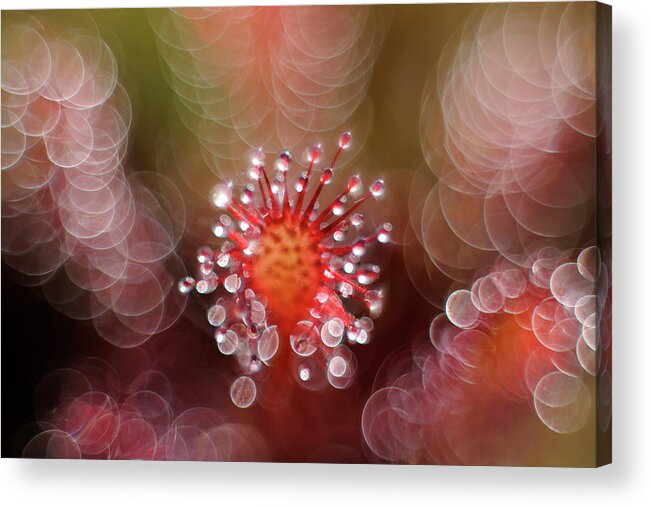 Bokeh Acrylic Print featuring the photograph Octopus by Andrew George