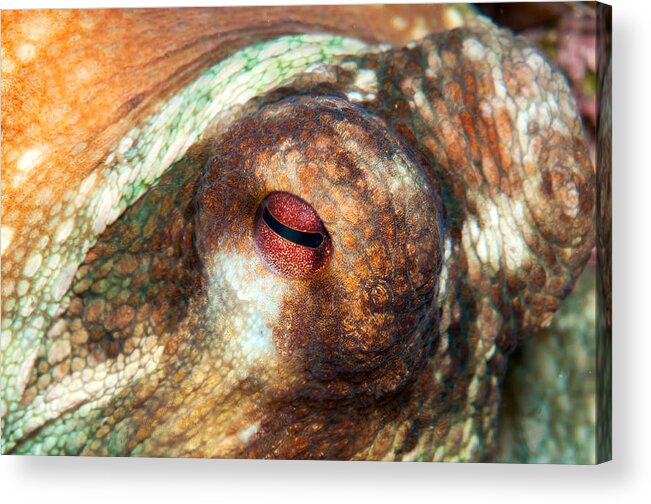 Octopus Acrylic Print featuring the photograph Octopus Eye by Roy Pedersen