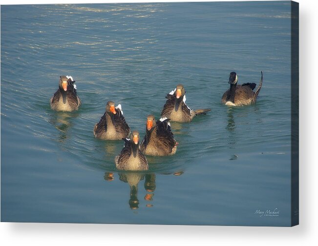 Odd Goose Out Acrylic Print featuring the photograph Odd Goose Out by Mary Machare