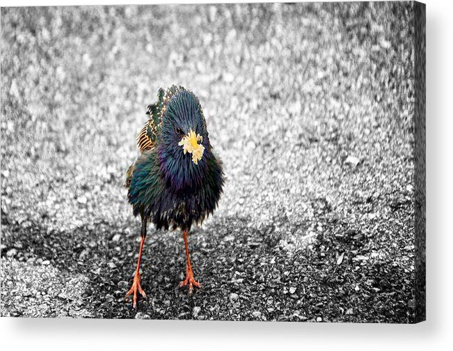 Whimsy Art Acrylic Print featuring the photograph Oh Starling by Steven Michael