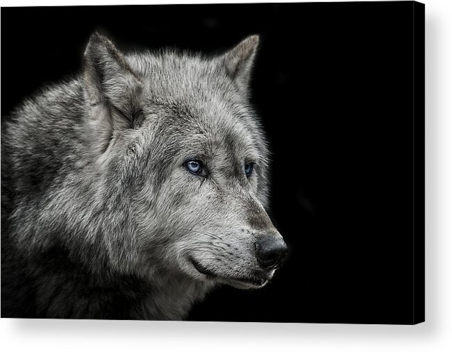 #faatoppicks Acrylic Print featuring the photograph Old blue eyes by Paul Neville