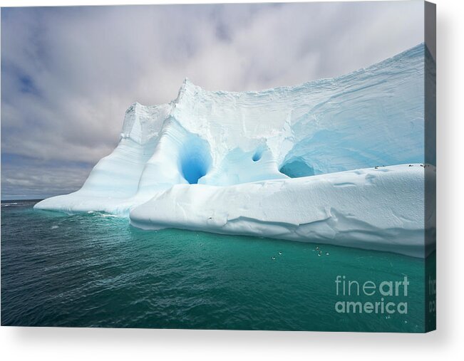 00346003 Acrylic Print featuring the photograph Blue Iceberg Near South Georgia by Yva Momatiuk John Eastcott