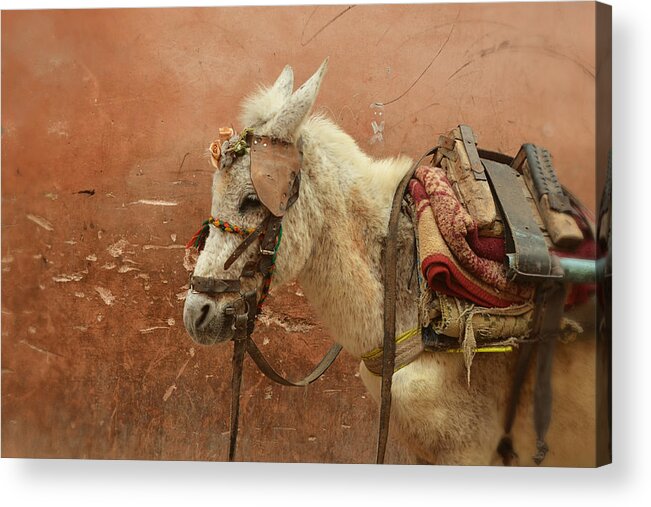 Pack Mule Acrylic Print featuring the photograph Old Ways by Studio Yuki