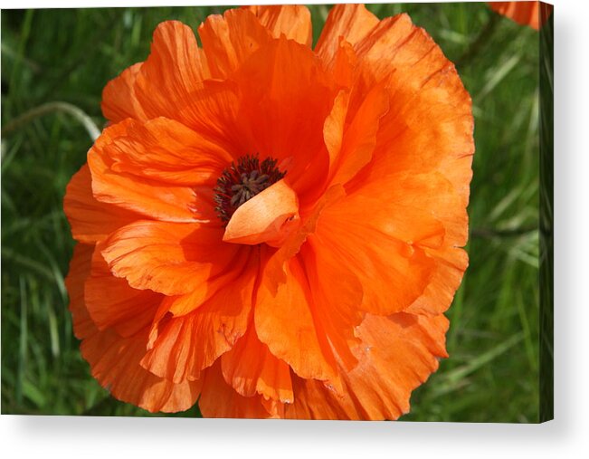 Poppy Acrylic Print featuring the photograph Olympia Orange Poppy by Christiane Schulze Art And Photography
