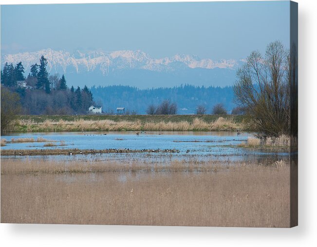 Nisqually National Wildlife Refuge Acrylic Print featuring the photograph Olympic View by Tikvah's Hope