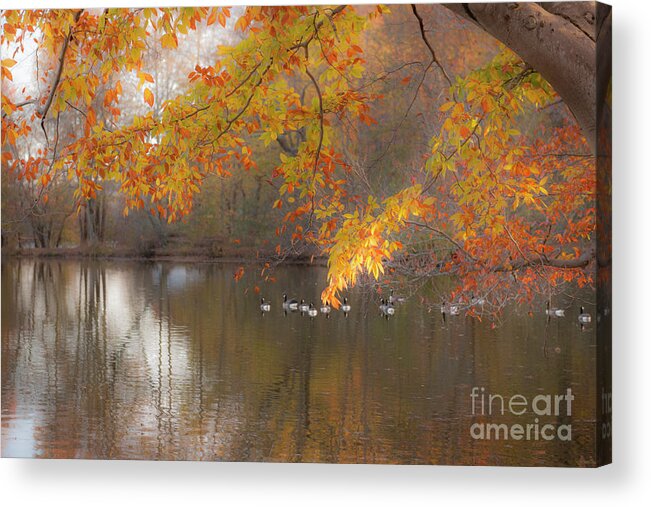 Pond Acrylic Print featuring the photograph Peavefull Pond Reflections by Dale Powell