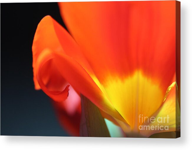 Tulip Acrylic Print featuring the photograph On the Edge by Stacey Zimmerman