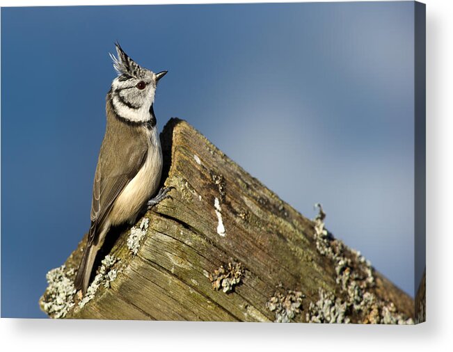On The Edge Acrylic Print featuring the photograph On the edge by Torbjorn Swenelius