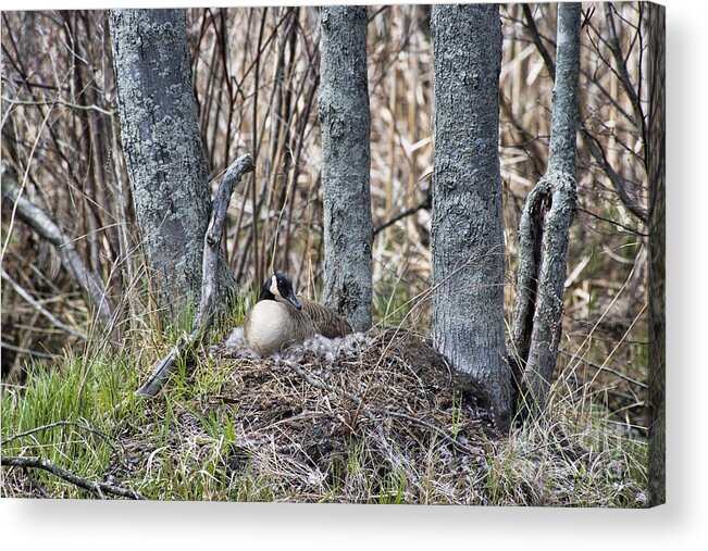 Goose Acrylic Print featuring the photograph On the Nest by David Arment