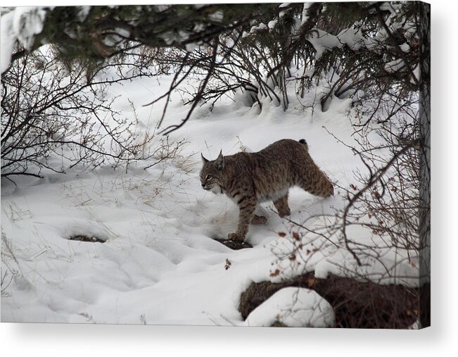 Bobcat Acrylic Print featuring the photograph Bobcat On The Prowl by Shane Bechler