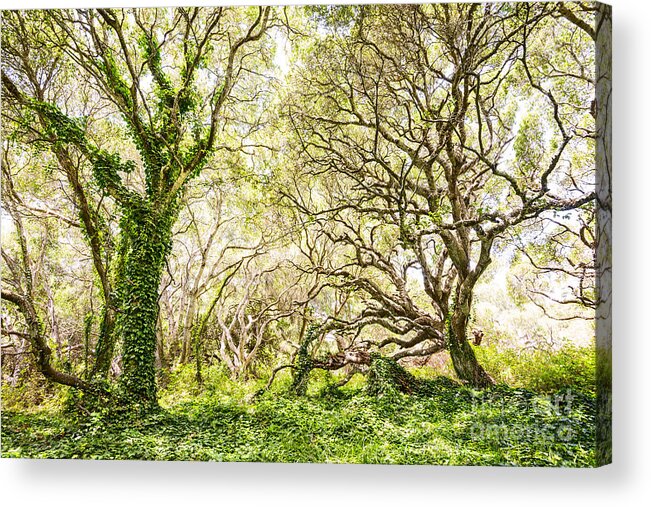 Los Osos Oak State Natural Reserve Acrylic Print featuring the photograph Once Upon A Time by Jamie Pham