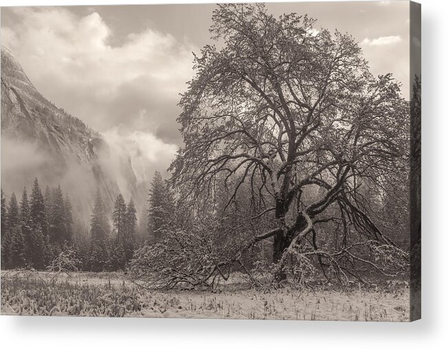 Landscape Acrylic Print featuring the photograph One Beauty Sepia by Jonathan Nguyen
