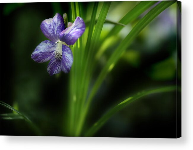 Purple Violet Acrylic Print featuring the photograph One Fine Morning by Michael Eingle