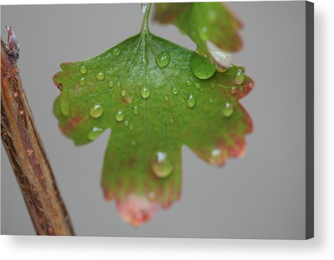 Leaf Acrylic Print featuring the photograph Rain drops on Leaf by Valerie Collins