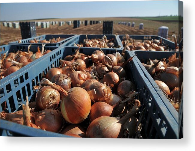 Abundance Acrylic Print featuring the photograph Onion Field Harvest by Photostock-israel/science Photo Library