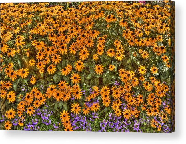 Orange Flowers Acrylic Print featuring the photograph Orange and purple Daises by Jim Lepard