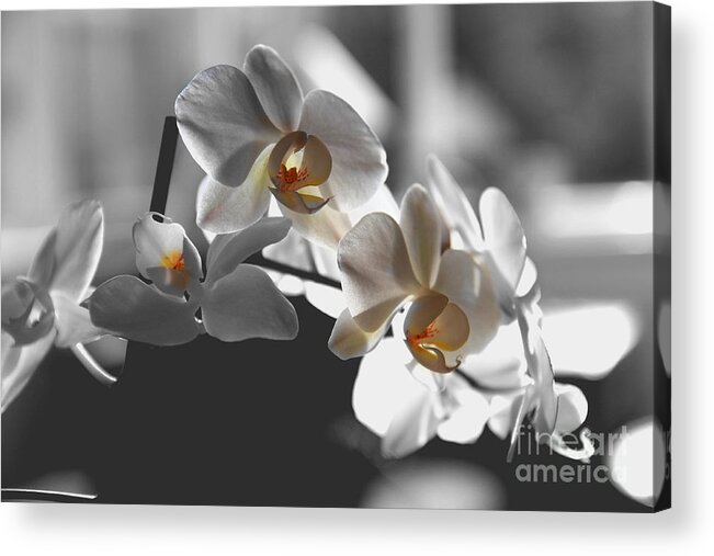 Orchid Acrylic Print featuring the photograph Orange and White by Jeremy Hayden