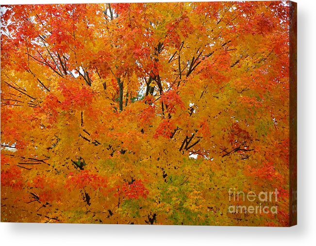 Fall Acrylic Print featuring the photograph Orange Crush by Robert Pearson
