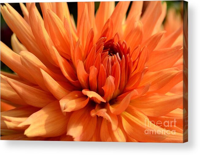 Blossom Acrylic Print featuring the photograph Orange Dahlia by Scott Lyons