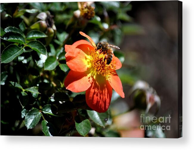 Flower Acrylic Print featuring the photograph Orange Flower with Bee by M J