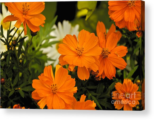 Orange Acrylic Print featuring the photograph Orange Flowers by William Norton