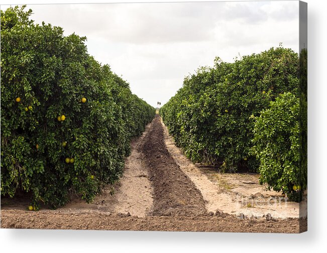 Orange Grove Acrylic Print featuring the photograph Orange Grove Row by Imagery by Charly