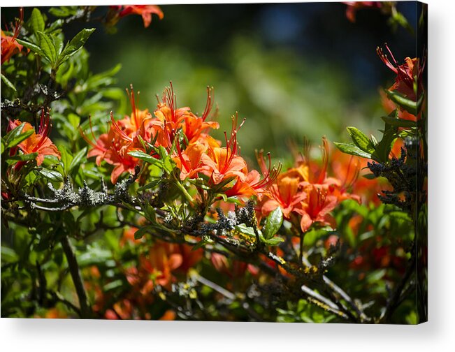 Orange Acrylic Print featuring the photograph Orange Rhododendron by Spikey Mouse Photography