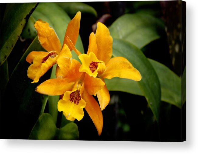 Background Acrylic Print featuring the photograph Orange Spotted Lip Cattleya orchid by Rudy Umans
