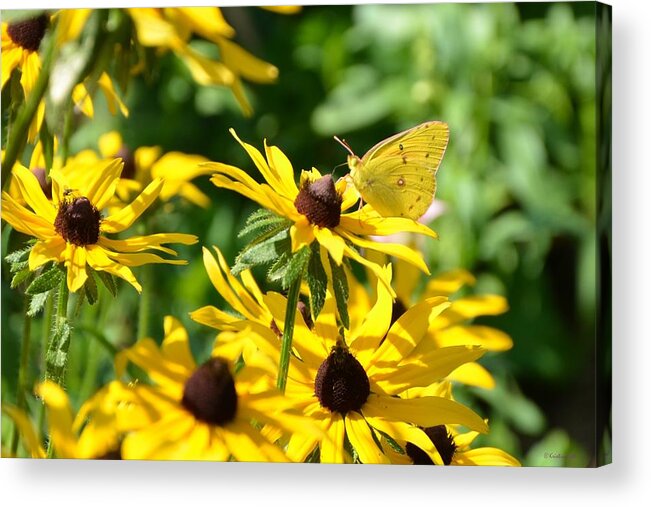 Black-eyed Susan Acrylic Print featuring the photograph Orange Sulfur and Susans by Kristin Hatt