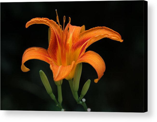 Orange Acrylic Print featuring the photograph Orange Tiger Lily Over Black by Juergen Roth