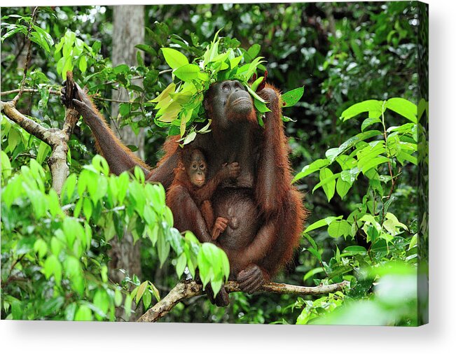 00449967 Acrylic Print featuring the photograph Orangutan Holding Leaves Over Their Heads by Thomas Marent