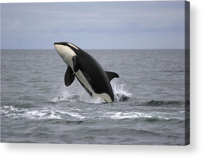 Feb0514 Acrylic Print featuring the photograph Orca Breaching Prince William Sound by Hiroya Minakuchi