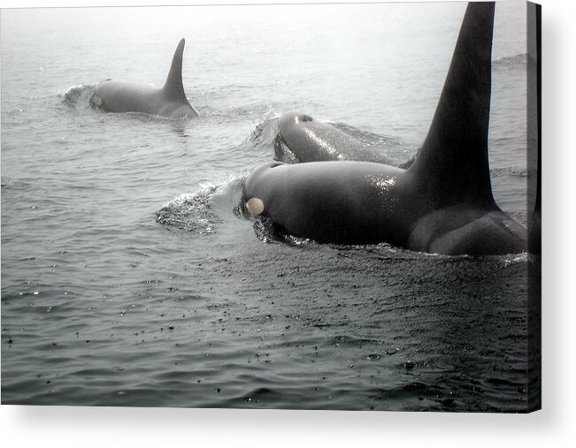 Orca Whales Acrylic Print featuring the photograph Orcas by Susan Woodward