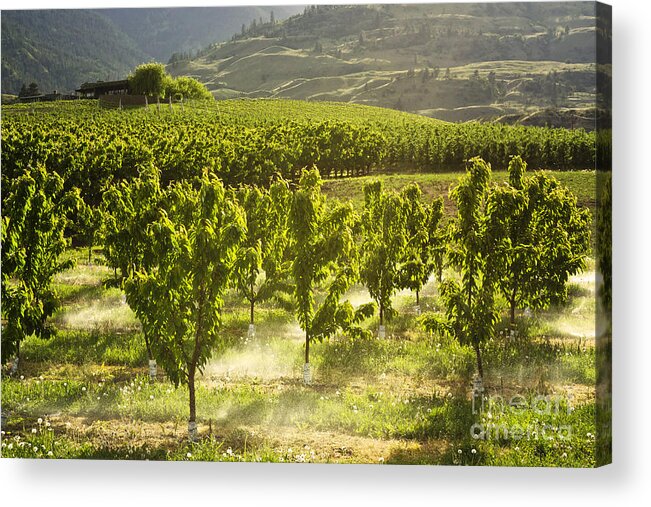 Okanagan Acrylic Print featuring the photograph Orchards in the Mist by Maria Janicki