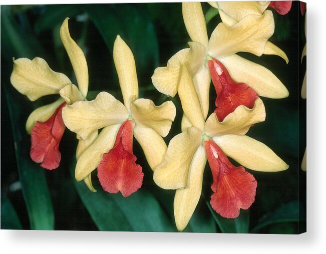 Flower Acrylic Print featuring the photograph Orchid 11 by Andy Shomock