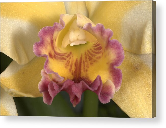 Orchid Acrylic Print featuring the photograph Orchid 478 by Wesley Elsberry