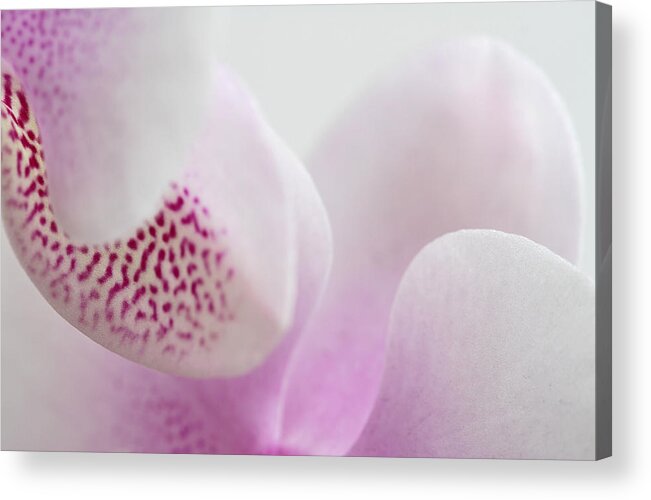 Abstract Acrylic Print featuring the photograph Orchid Abstraction by Juergen Roth