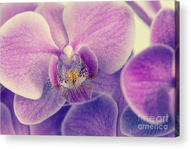 Asia Acrylic Print featuring the photograph Orchid Lilac Dark by Hannes Cmarits