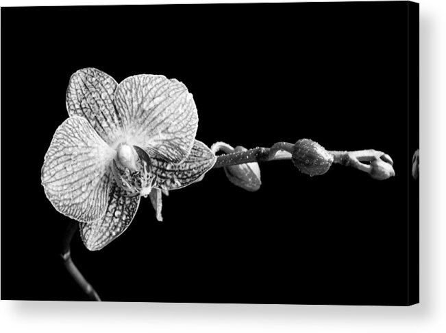 Orchid Acrylic Print featuring the photograph Orchid Phalaenopsis flower by Michalakis Ppalis