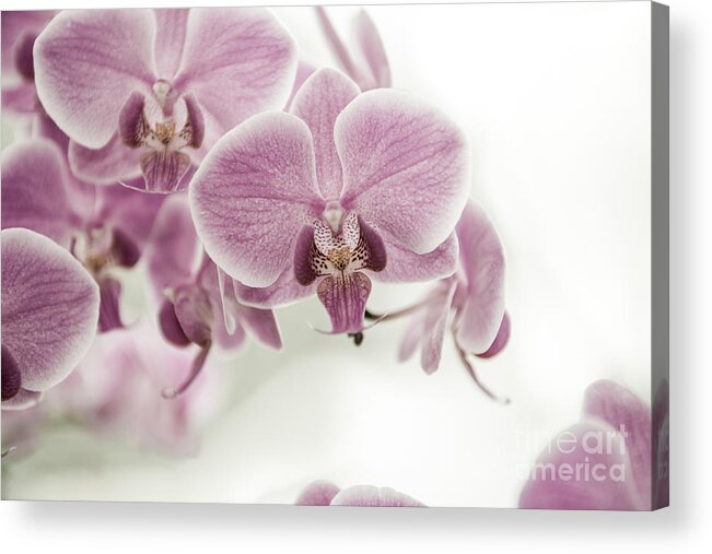 Asia Acrylic Print featuring the photograph Orchid Pink Vintage by Hannes Cmarits