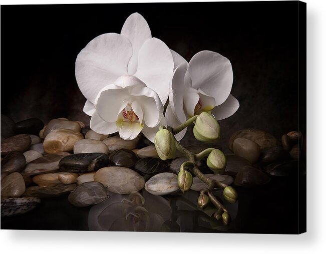 Arrangement Acrylic Print featuring the photograph Orchid - Sensuous Virtue by Tom Mc Nemar