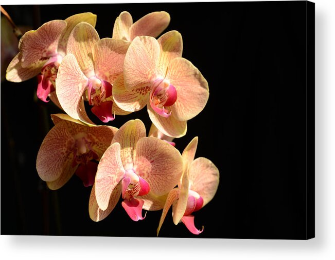 Orchid Acrylic Print featuring the photograph Orchid Spray by Wanda Brandon