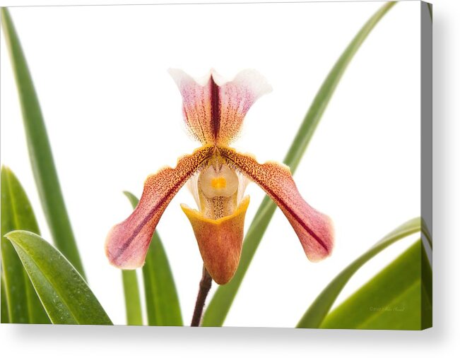 Orchid Acrylic Print featuring the photograph Orchid - Will the slipper fit by Mike Savad