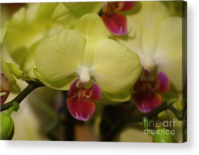 Plant Acrylic Print featuring the photograph Orchids 181 by Rudi Prott