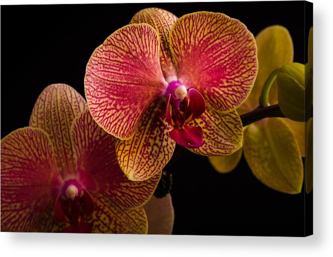 Fjm Multimedia Acrylic Print featuring the photograph Orchids by Frank Mari