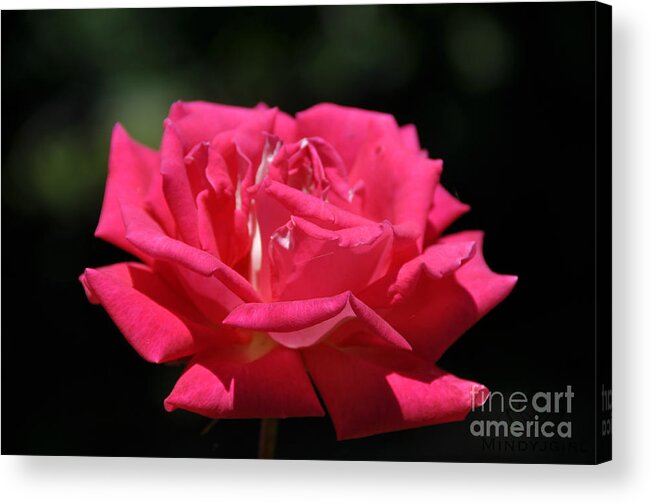 Rose Acrylic Print featuring the photograph Oregon Rose by Mindy Bench