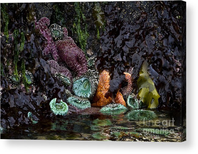 Starfish Acrylic Print featuring the photograph Oregon Tide Pool by Carrie Cranwill
